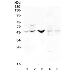 Polyclonal Rabbit anti-Human BMP15 Antibody (IHC, WB)