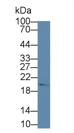 OPA3 Antibody
