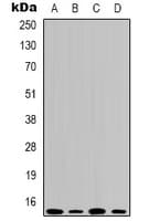 HIST1H3H Antibody