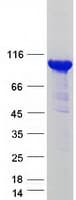 Human HECTD3 Protein (Recombinant Myc-DDK (Flag))