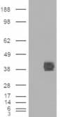 IHC-plus™ CD32B Antibody (aa298-310)