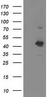 OBFC1 Antibody (clone OTI2E4)