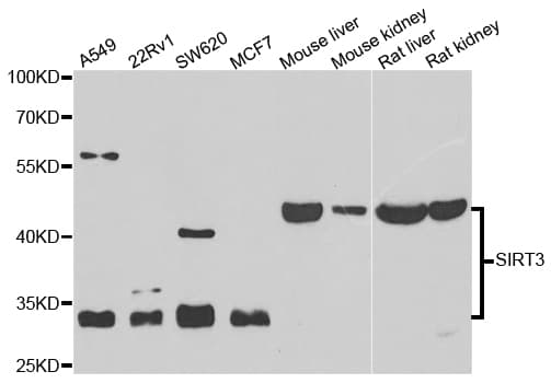 SIRT3 / Sirtuin 3 Antibody