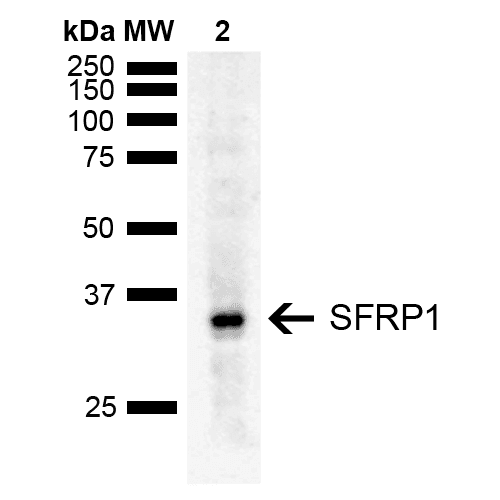 SFRP1 Antibody (RPE)