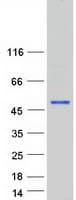 Human DMRTB1 Protein (Recombinant Myc-DDK (Flag))
