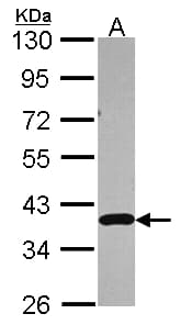 APEX1 / APE1 Antibody (aa1-45)