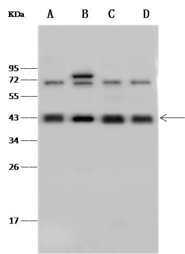 GOT2 Antibody (Preservative Free)