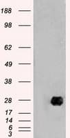 NEUROG1 / NGN1 / Neurogenin 1 Antibody (clone OTI3F9)