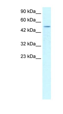 FOXD3 Antibody (aa257-306)