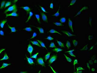 SNX9 / WISP Antibody