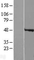 SPY1 / SPDYA Protein (Over-Expression Lysate Myc-DDK (Flag))