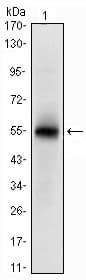MSI1 / Musashi 1 Antibody (clone 2A12)