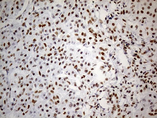 GABPB1 Antibody (aa128-360, clone OTI7A7)