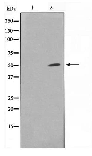 Polyclonal Rabbit anti-Human SPT3 / SUPT3H Antibody (WB)