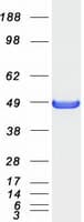 Human SH3GLB2 / Endophilin-B2 Protein (Recombinant Myc-DDK (Flag))