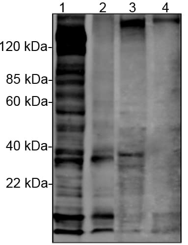 Phosphotyrosine Antibody