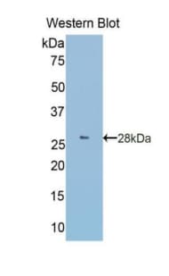 GRN / Granulin Antibody (aa234-419, Biotin)