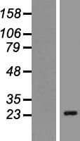 CACNG6 Protein (Over-Expression Lysate Myc-DDK (Flag))