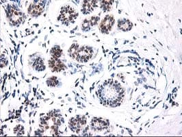 ALS2CR1 / NIF3L1 Antibody (clone OTI3E1)