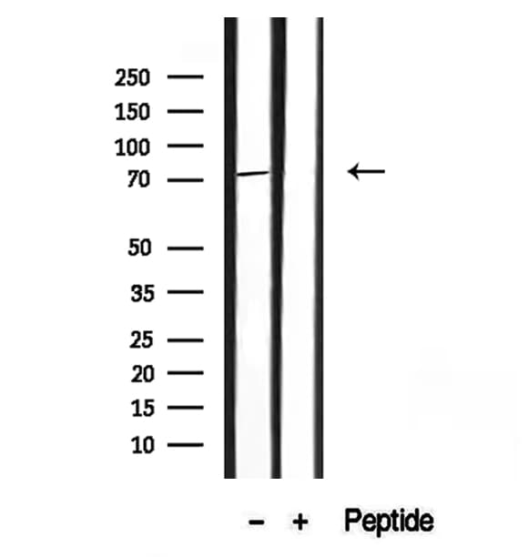 HDGFRP2 Antibody