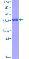 Human MED9 Protein (Recombinant GST)