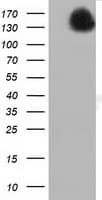 L1CAM Antibody (clone OTI2A5)