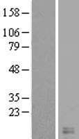 CST8 / CRES Protein (Over-Expression Lysate Myc-DDK (Flag))