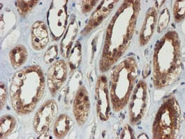 PSMA6 Antibody (clone OTI4C9, Carrier-free)
