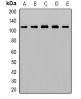 AP2A1 / AP2-Alpha Antibody