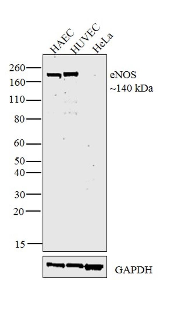 Monoclonal Mouse anti-Human NOS3 / eNOS Antibody (clone 6H2, IHC, WB)