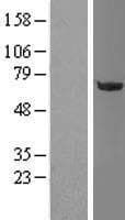Human OGFOD1 Protein (Over-Expression Lysate Myc-DDK (Flag))