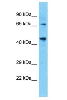 TAF4B Antibody (aa211-260)