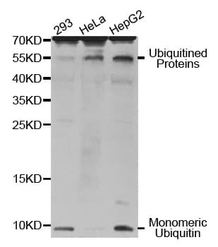 Polyclonal Rabbit anti-Human UBB / Ubiquitin B Antibody (IHC, WB)