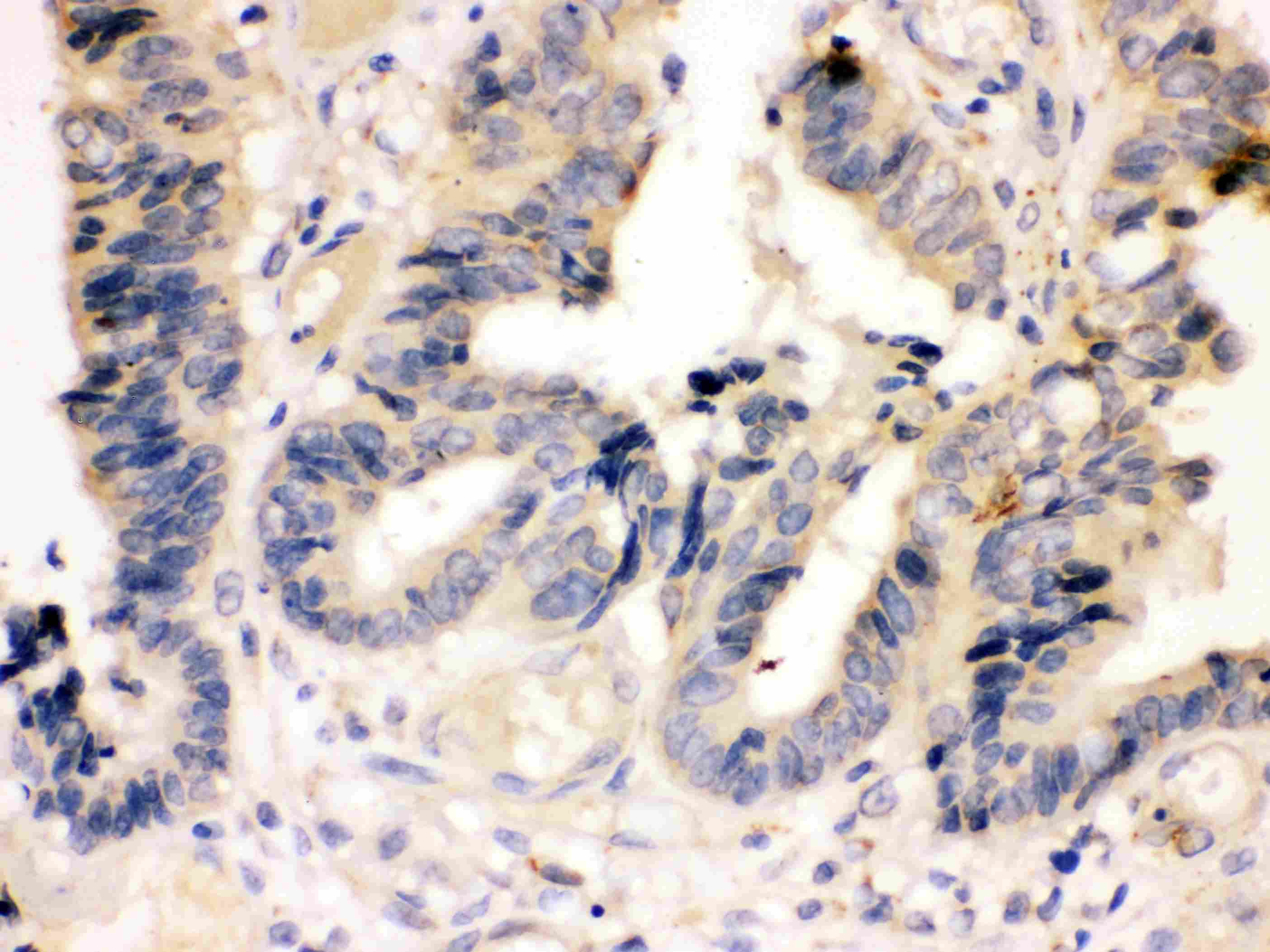 CASP7 / Caspase 7 Antibody (aa237-255)