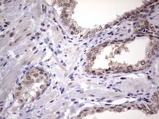 Monoclonal Mouse anti-Human C14orf166 Antibody (clone OTI2C3, IHC, WB)