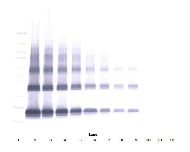 FGF7 / KGF Antibody