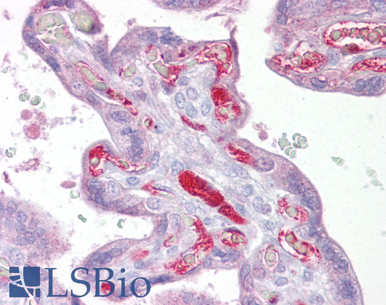 SLC26A4 / Pendrin Antibody (aa287-336, HRP)
