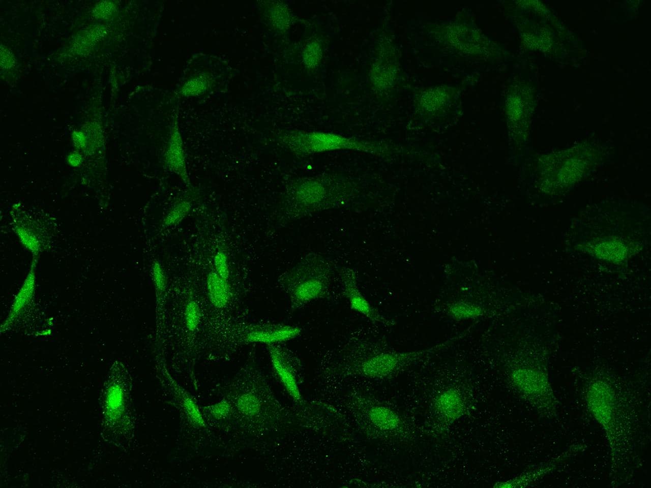 ZNF191 / ZNF24 Antibody
