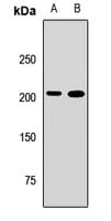 WDR11 / PHIP Antibody