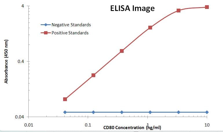 CD80 Antibody (clone OTI11G5)
