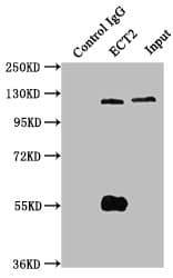 ECT2 Antibody