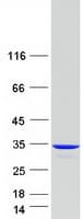 Human CLIC2 Protein (Recombinant Myc-DDK (Flag))