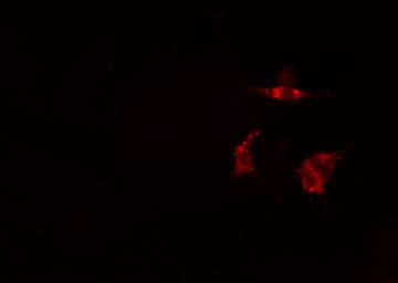 TPT1 / TCTP Antibody