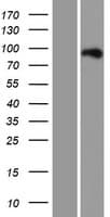 BCL11A Protein (Over-Expression Lysate Myc-DDK (Flag))