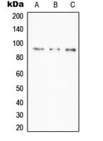 TNFAIP3 / A20 Antibody (Internal)