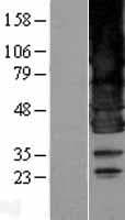 BSCL2 Protein (Over-Expression Lysate Myc-DDK (Flag))