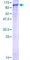Human NCBP1 / CBP80 Protein (Recombinant GST)