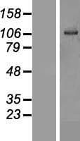 OSBPL6 Protein (Over-Expression Lysate Myc-DDK (Flag))