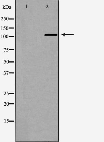 IDE Antibody