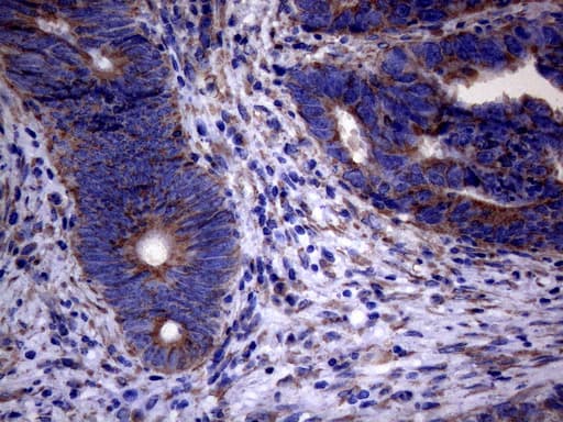 PPIF / Cyclophilin F Antibody (clone OTI1C4)